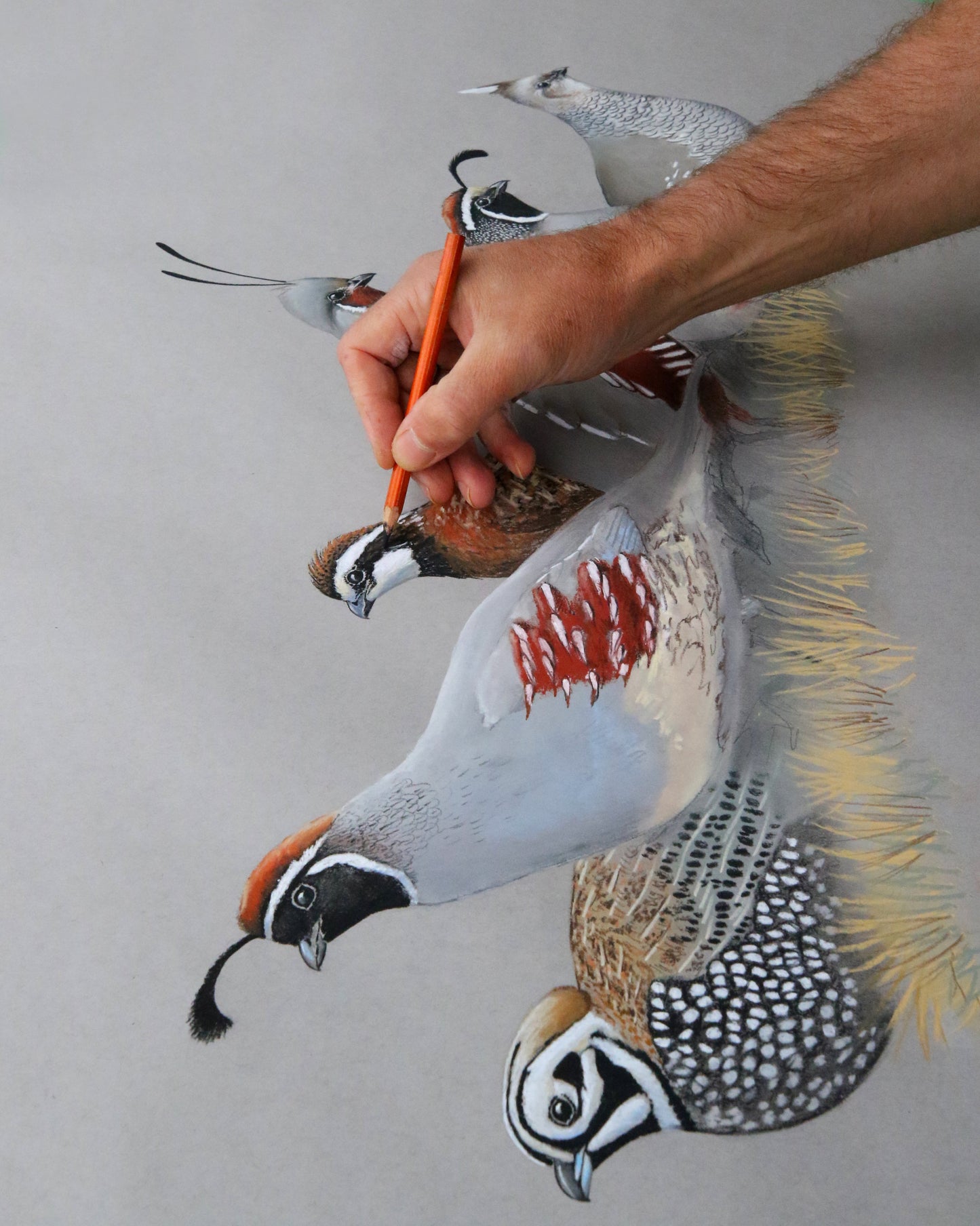 Full color artwork featuring Montezuma (or Mearn's) Quail, Gambel's Quail, Bob White Quail, Mountain Quail, California Quail and Scaled Quail and mans arm drawing finishing touches.