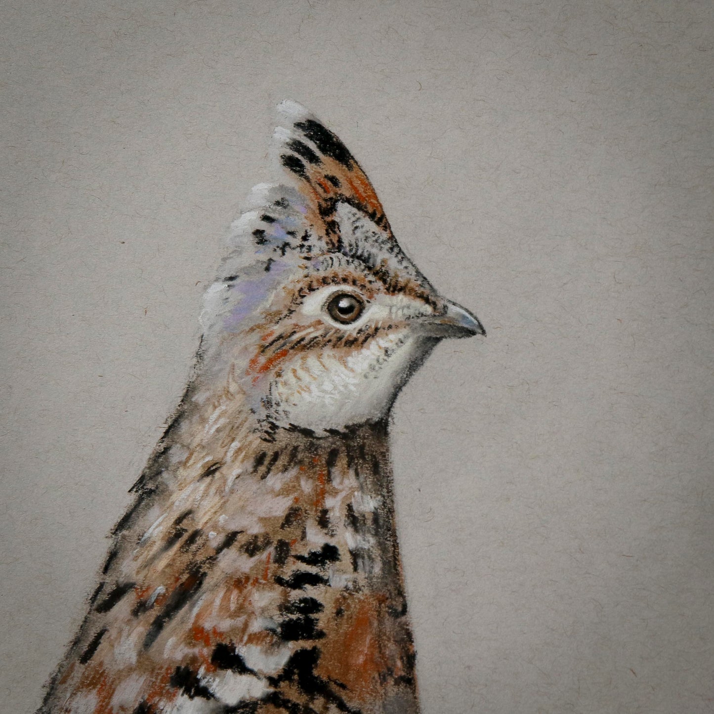Head detail of drawn roughed grouse.