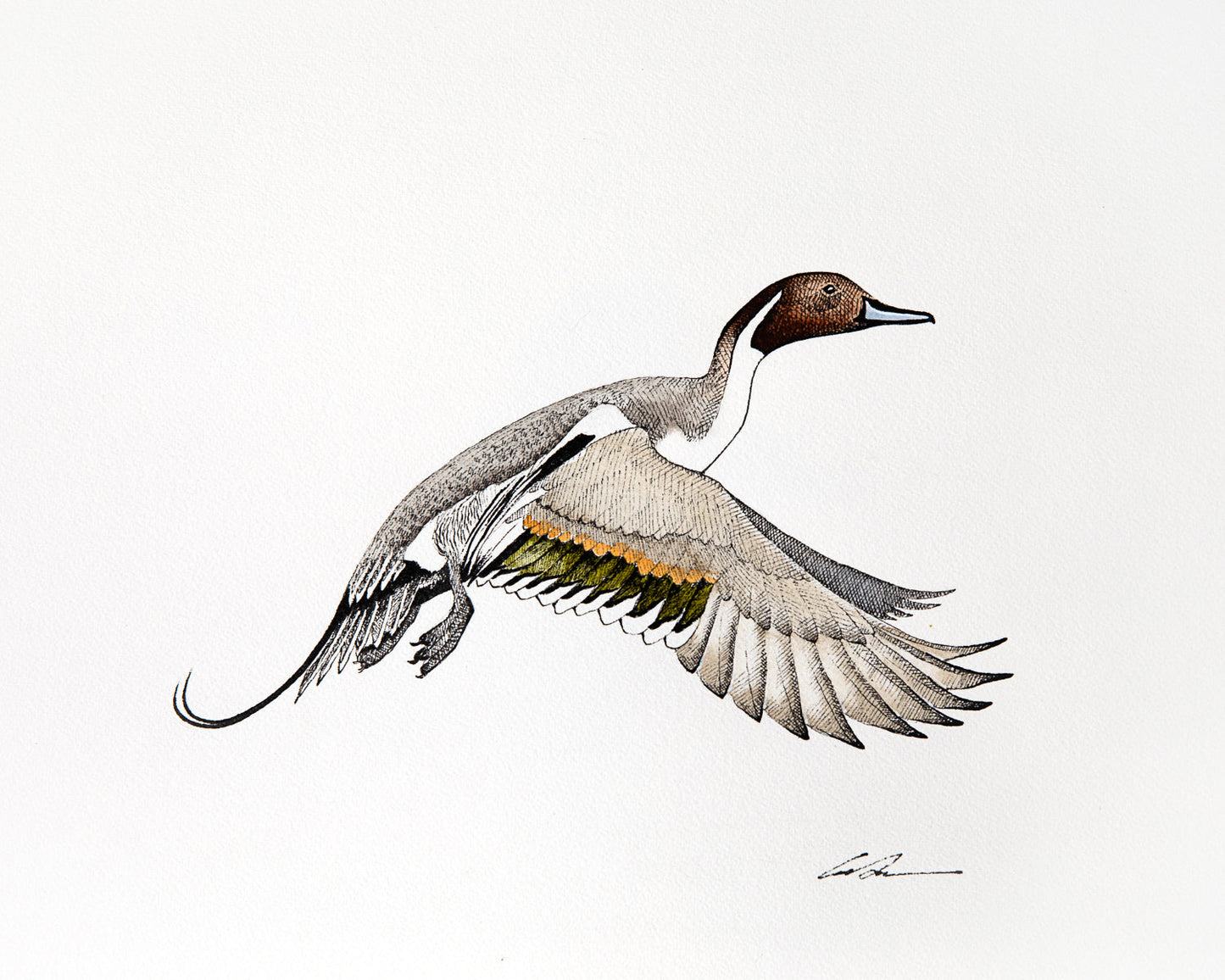 Pintail Fine Art Original