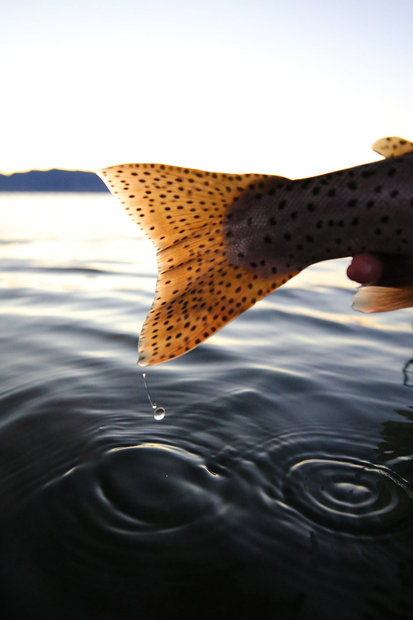 A photo of a trouts spotted tail with a drip coming off of it over water