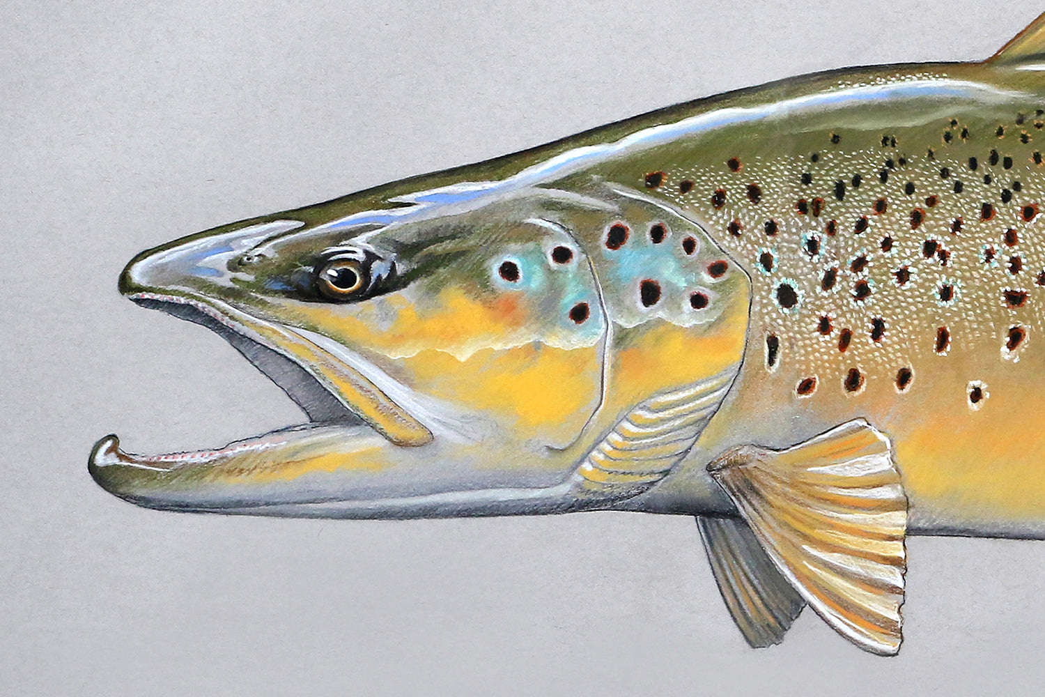 A pastel brown trout head