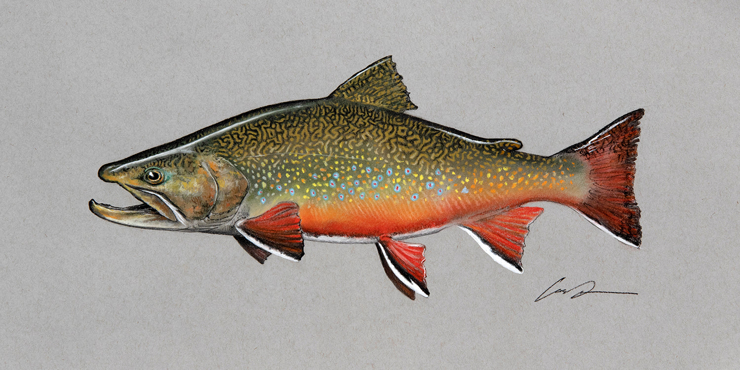 A pastel drawing of a brook trout