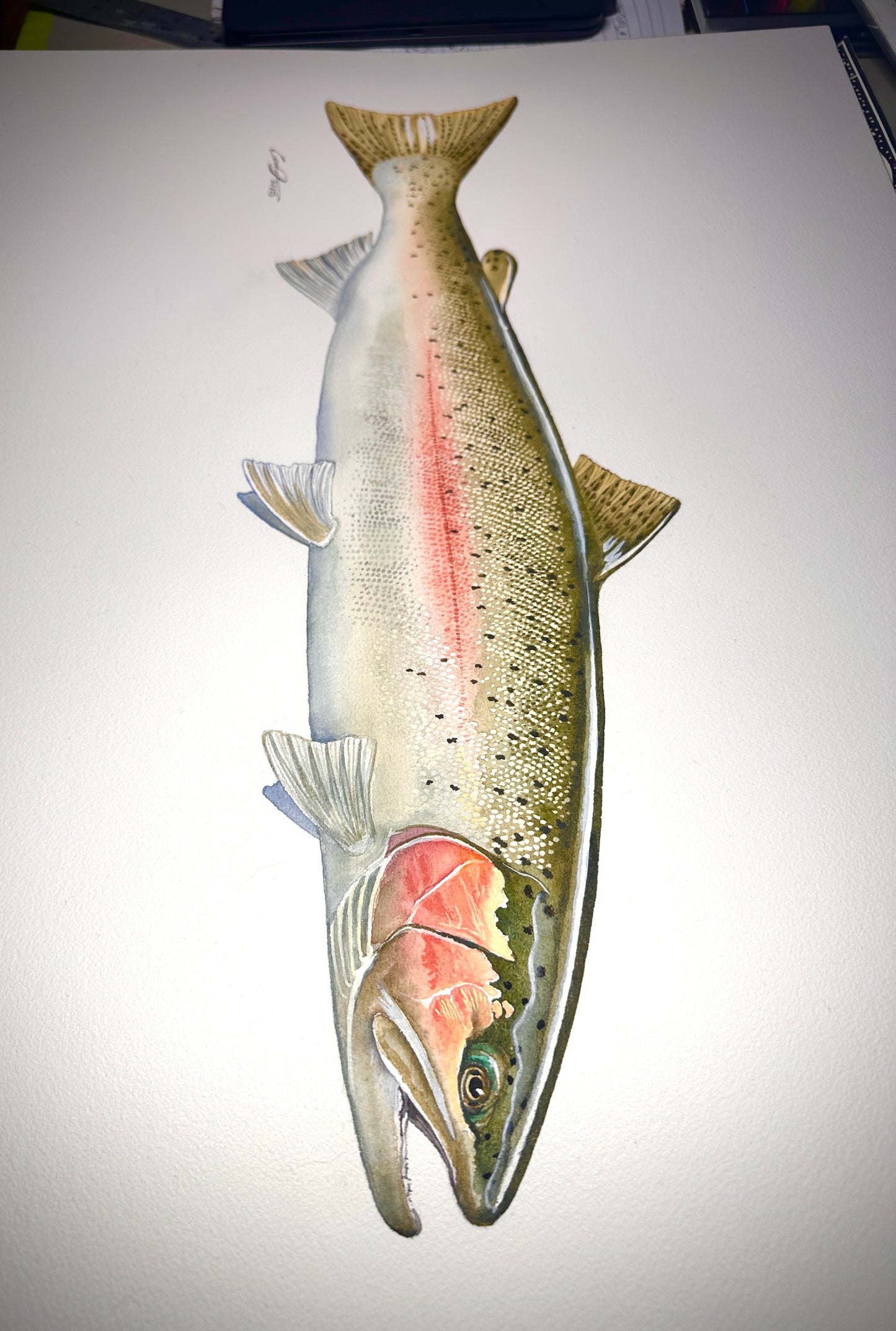 Summer Steelhead Limited Edition Print - Signed and numbered
