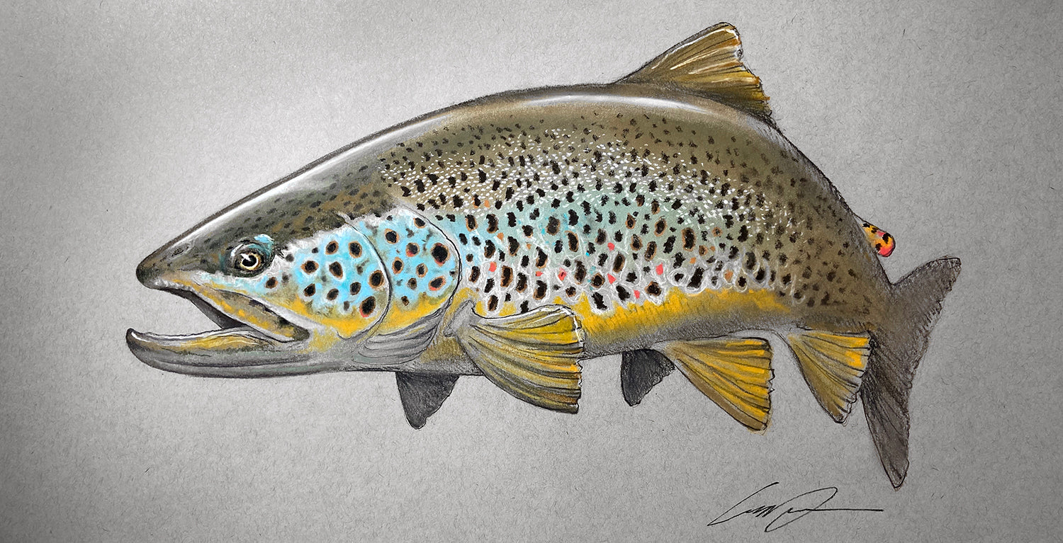 A pastel drawing of a brown trout