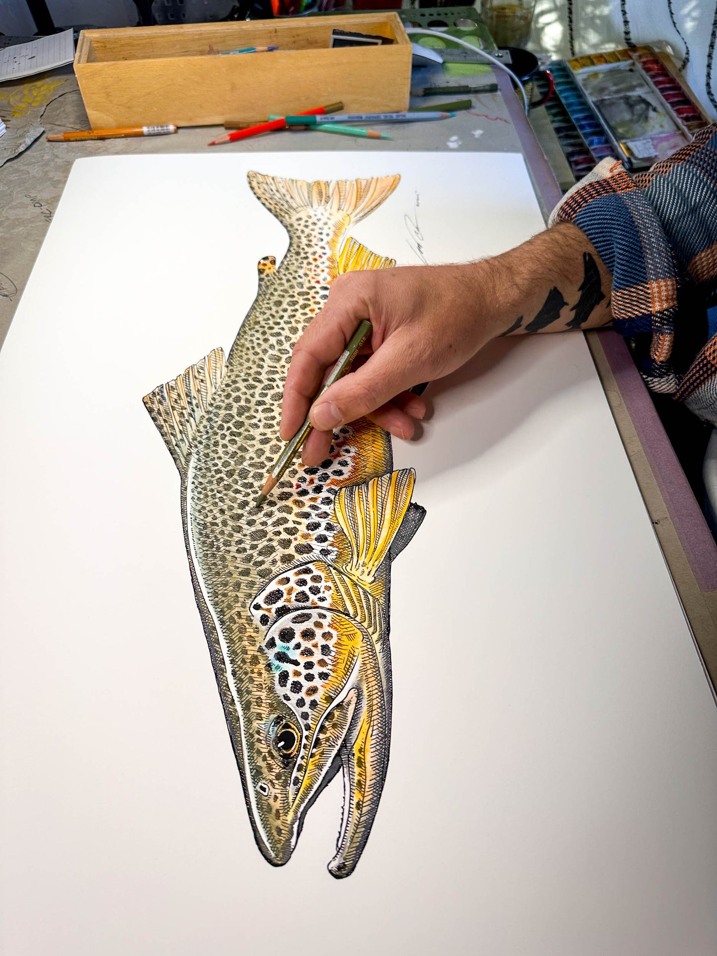 Limited Brown Trout Fine Art Print - Individually Colored & Numbered