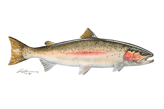 Summer Steelhead Limited Edition Print - Signed and numbered