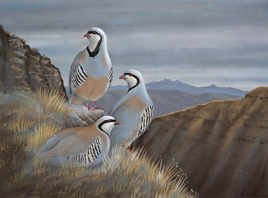 A pastel drawing of three chukar in a above a large canyon