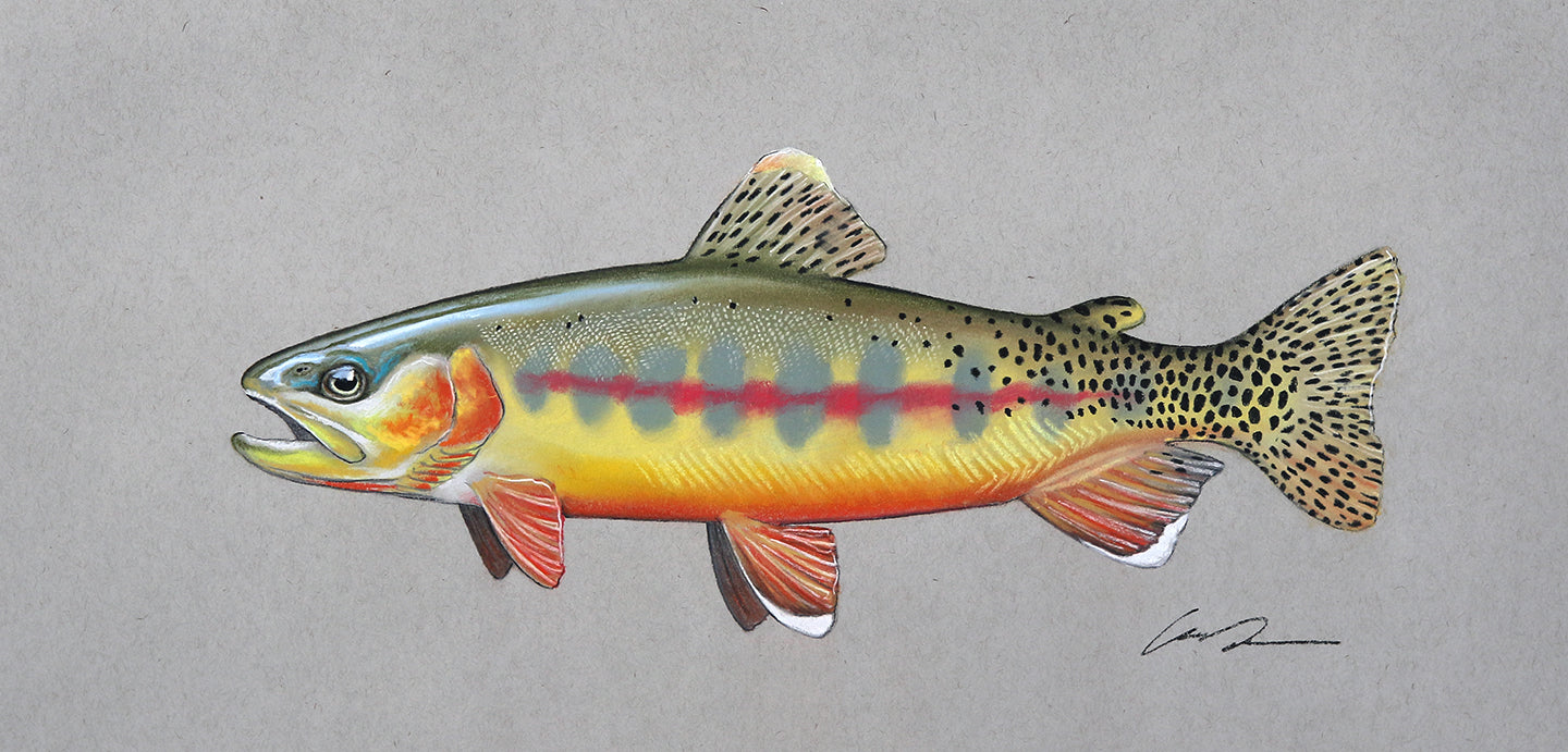 A pastel drawing of a Golden Trout on toned gray paper.