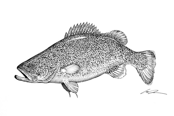 Murray Cod Fine Art Original – Garrison Doctor Design