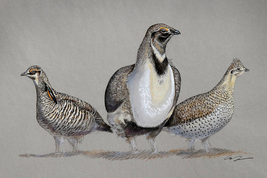 Open Country Grouse Trio Fine Art Print