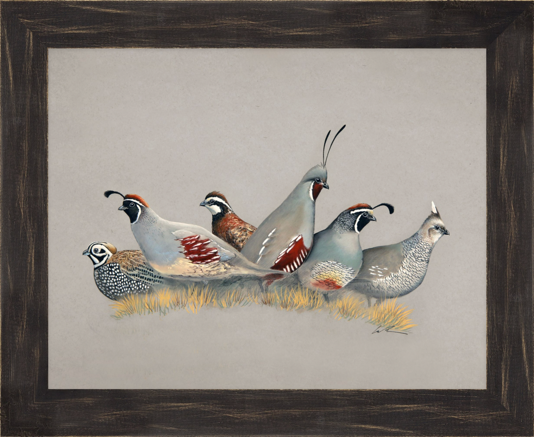 Quail Slam Fine Art Print – Garrison Doctor Design