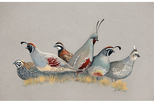 Full color artwork featuring Montezuma (or Mearn's) Quail, Gambel's Quail, Bob White Quail, Mountain Quail, California Quail and Scaled Quail 