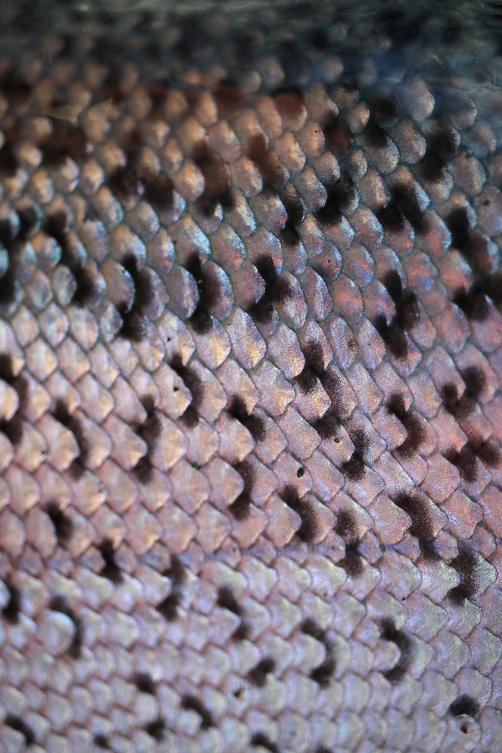 a photograph of rainbow trout scales zoomed in