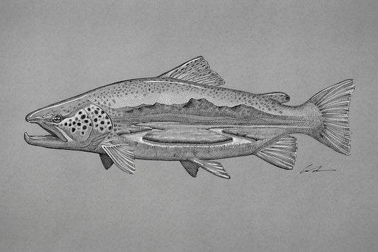 A pen and ink drawing of a brown trout with a spring creek inside of it on gray paper