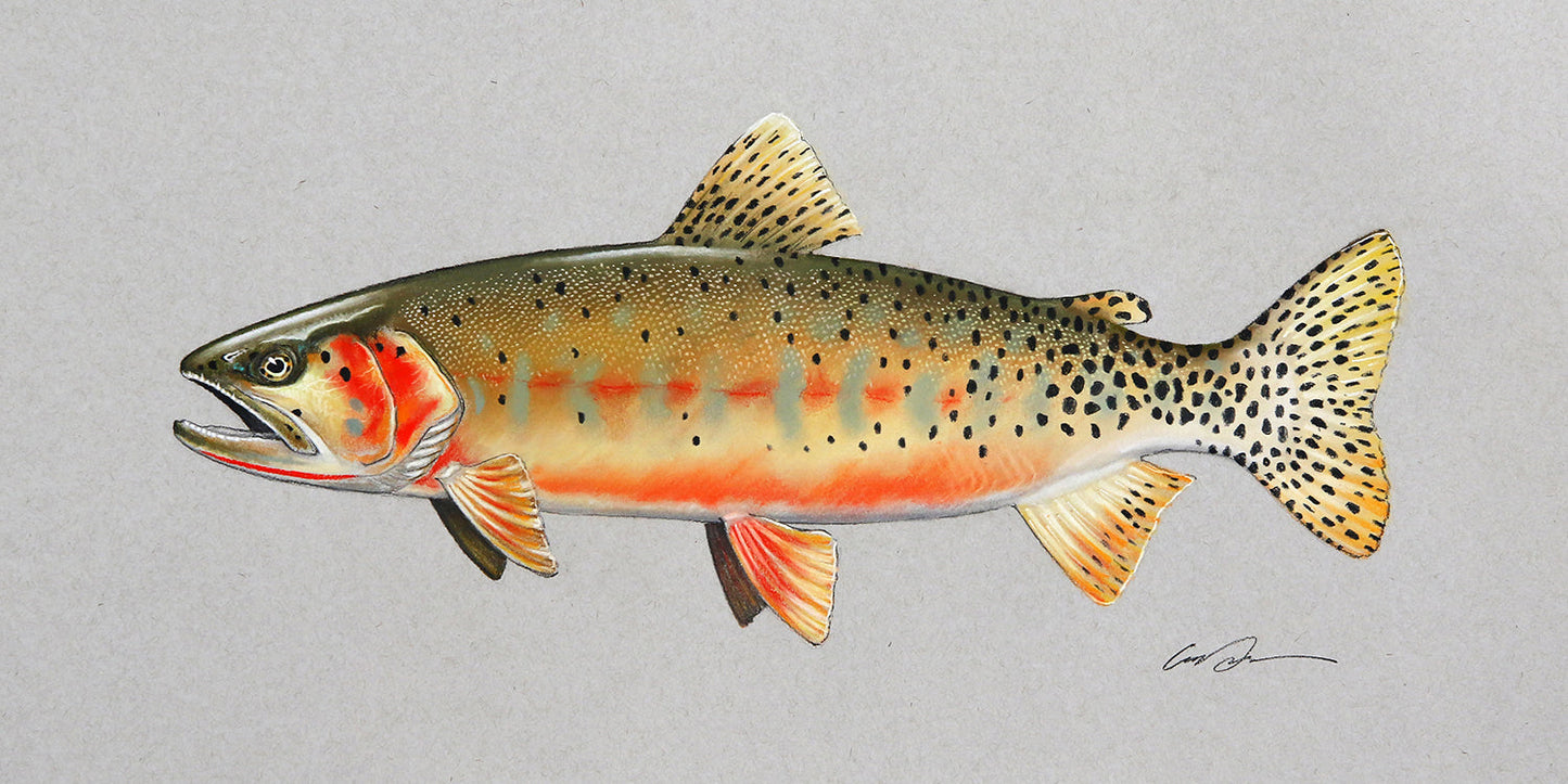 A pastel drawing of a greenback cutthroat trout on toned gray paper.
